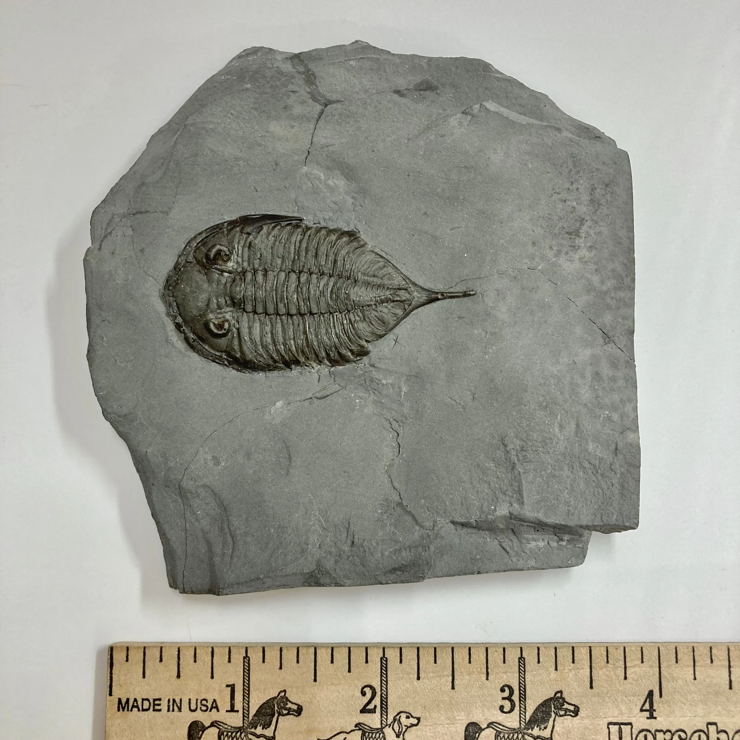 Dalmanites limulurus Trilobite